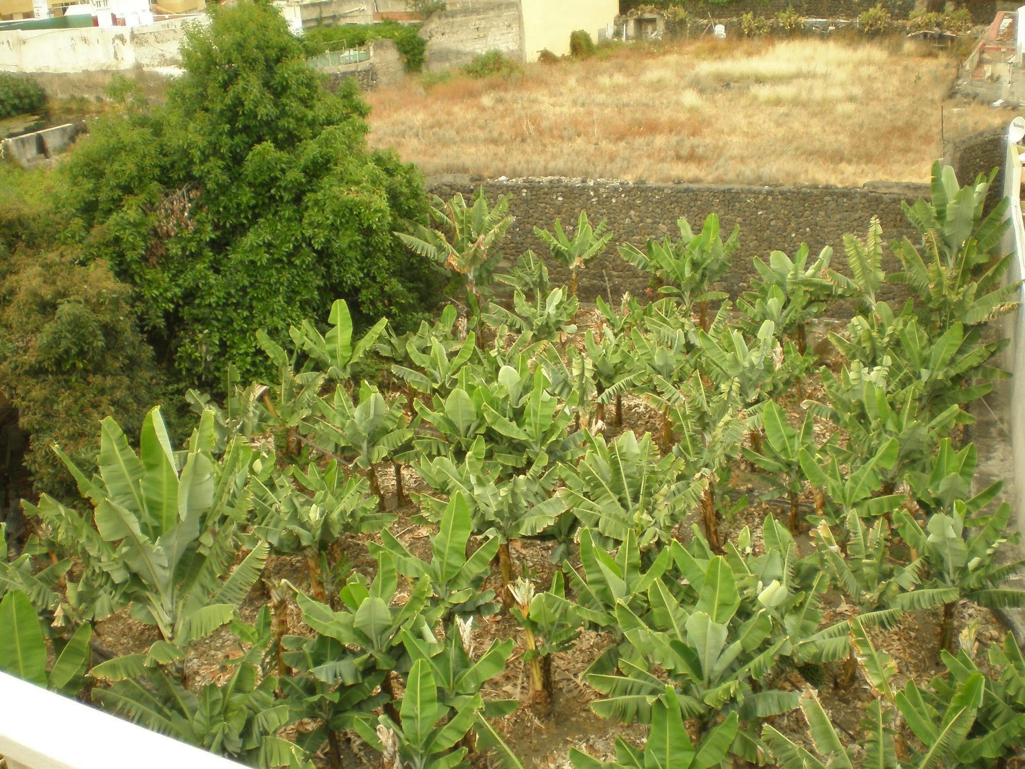 Hotel Tejuma Puerto de la Cruz  Bagian luar foto